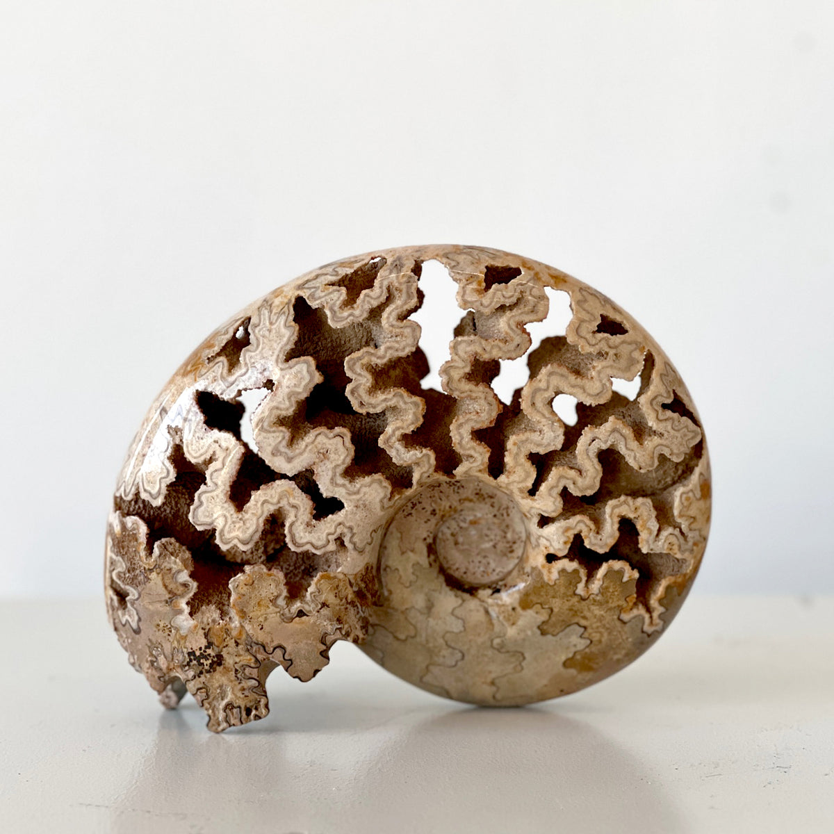 MORROCAN SCHLOENBACHIA AMMONITE FOSSIL