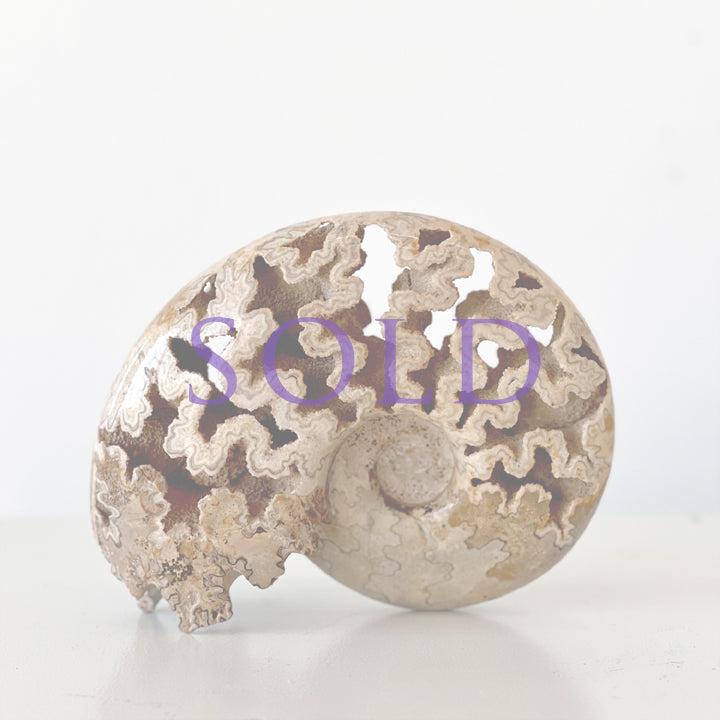 MORROCAN SCHLOENBACHIA AMMONITE FOSSIL