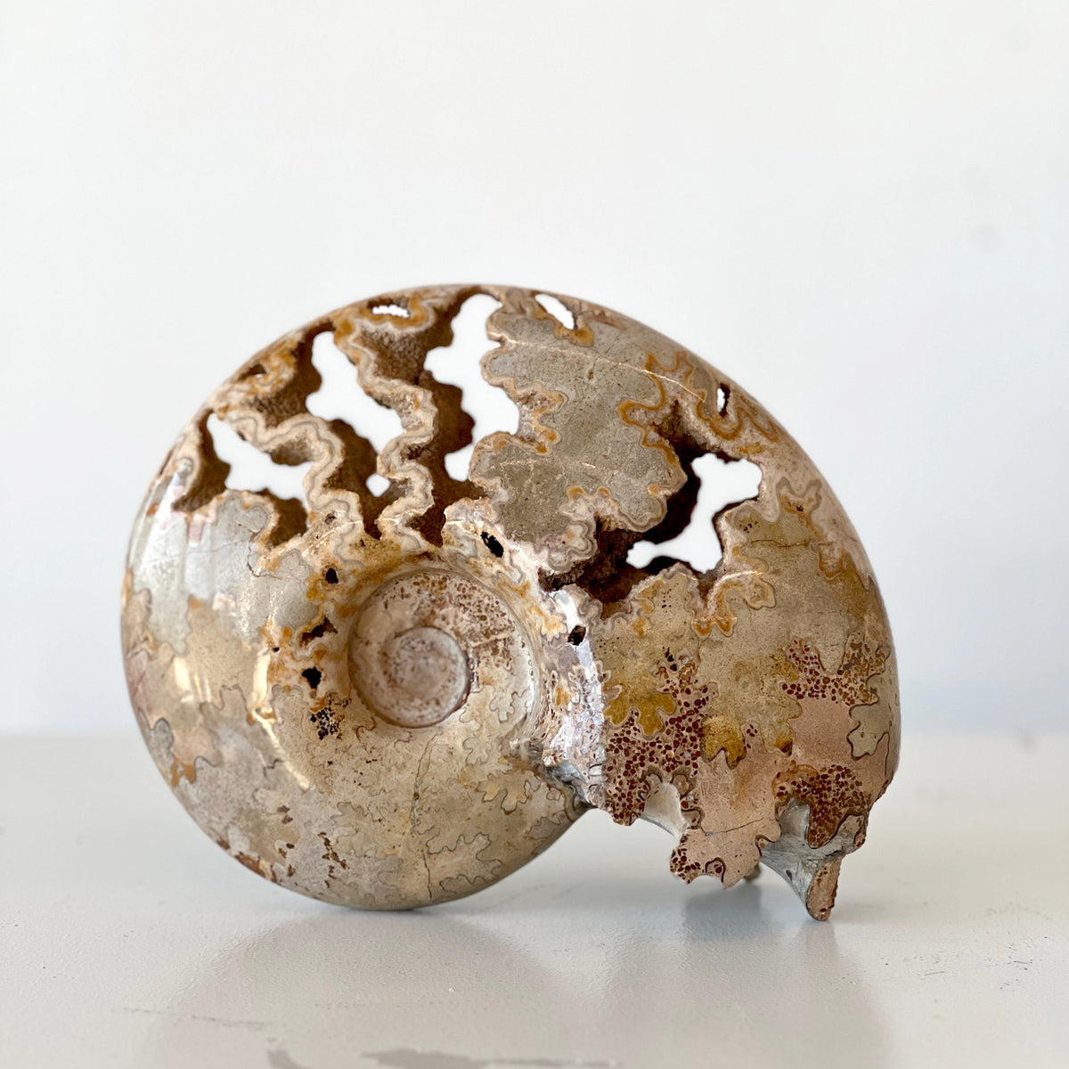 MORROCAN SCHLOENBACHIA AMMONITE FOSSIL