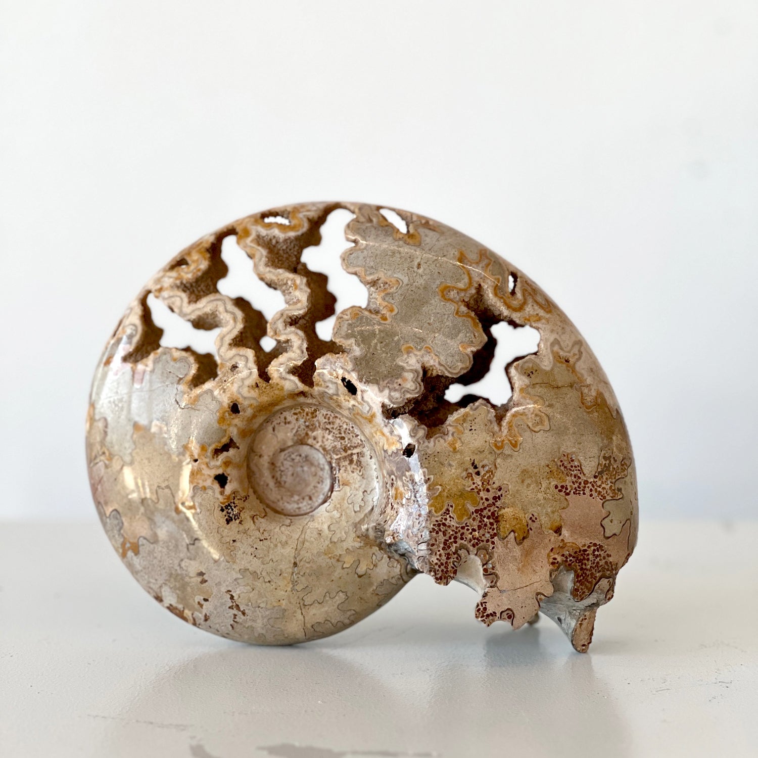 MORROCAN SCHLOENBACHIA AMMONITE FOSSIL