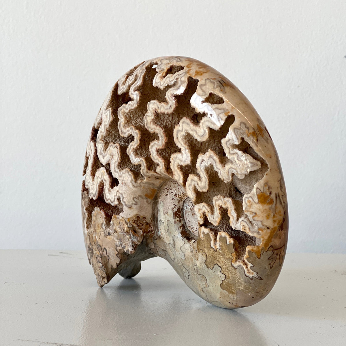 MORROCAN SCHLOENBACHIA AMMONITE FOSSIL