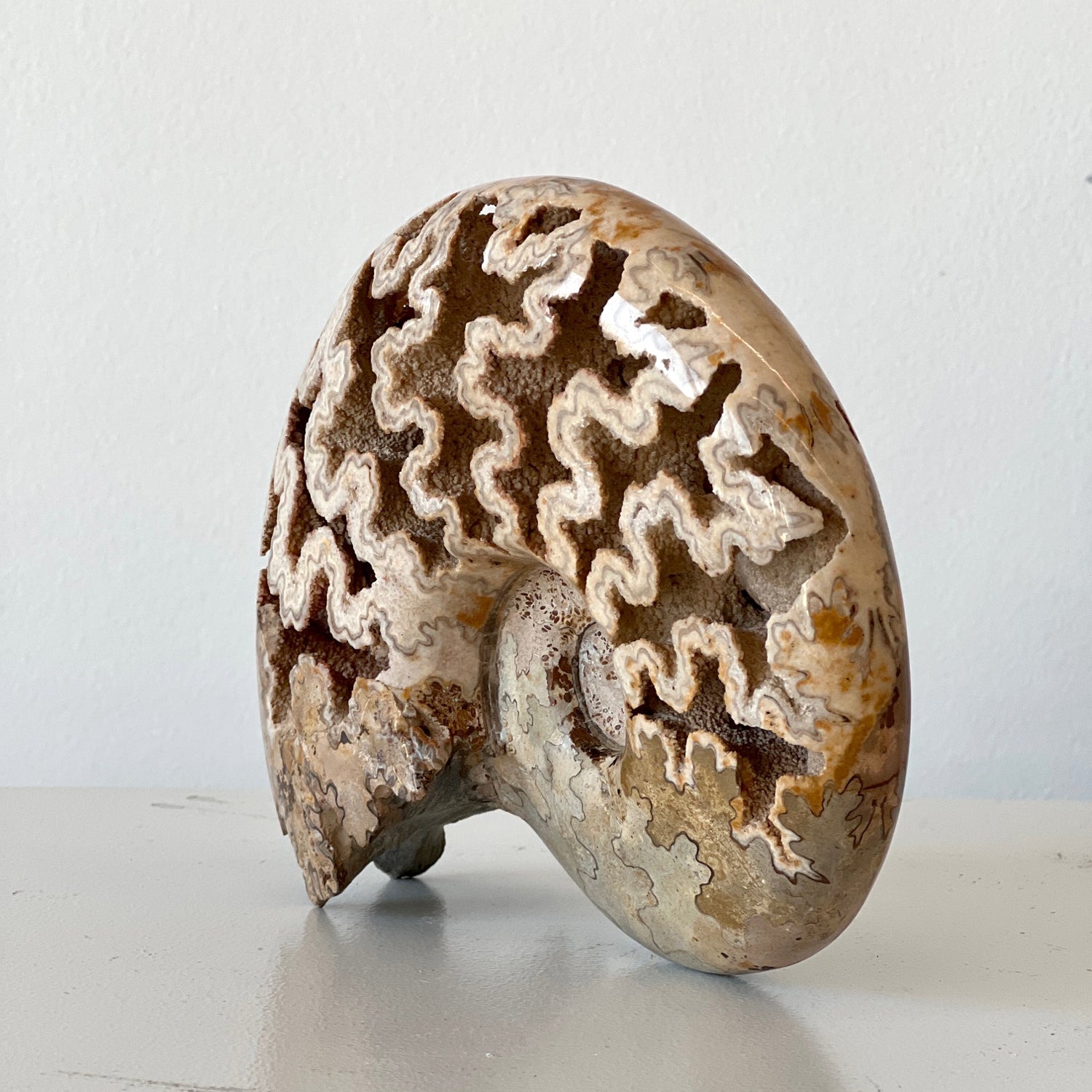 MORROCAN SCHLOENBACHIA AMMONITE FOSSIL