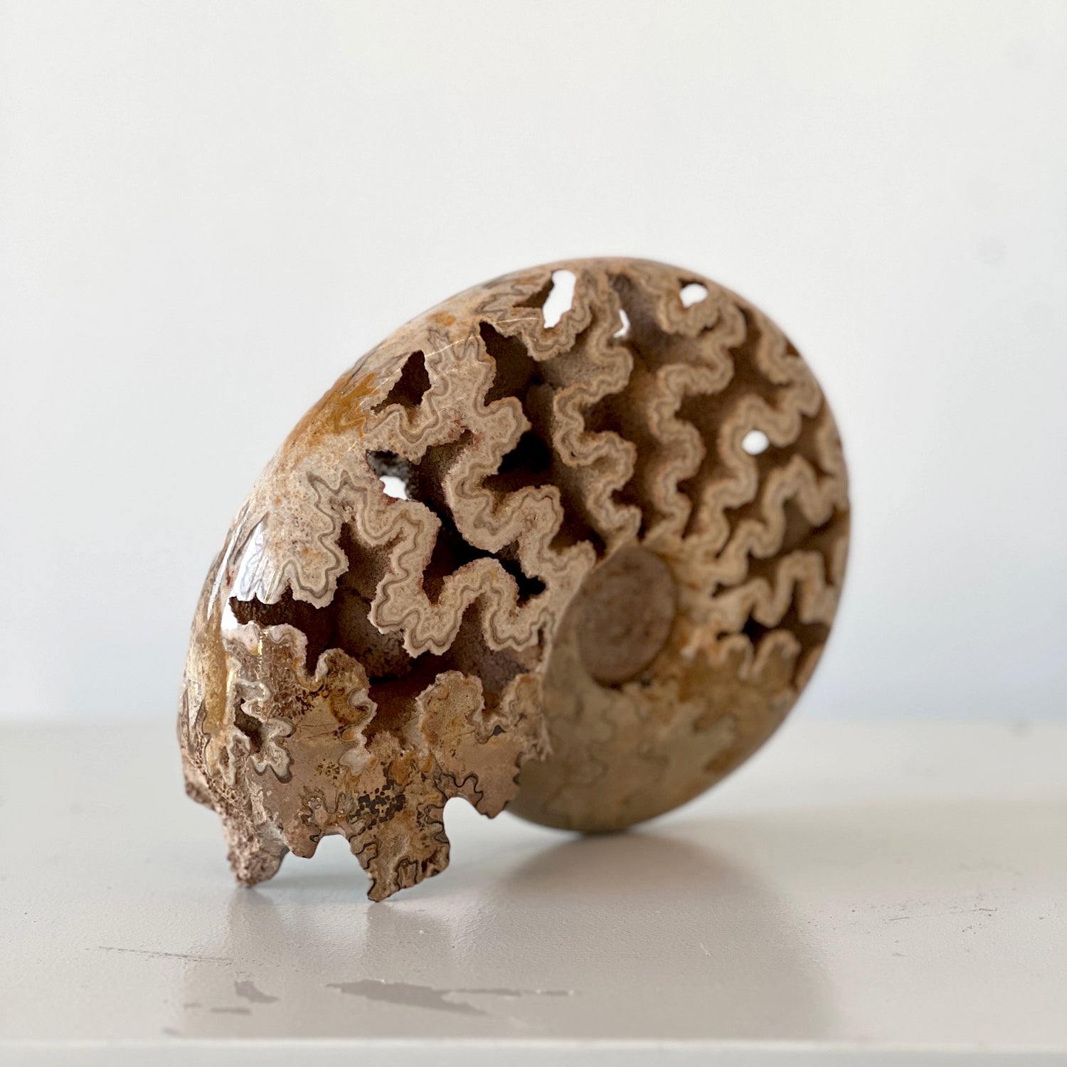 MORROCAN SCHLOENBACHIA AMMONITE FOSSIL