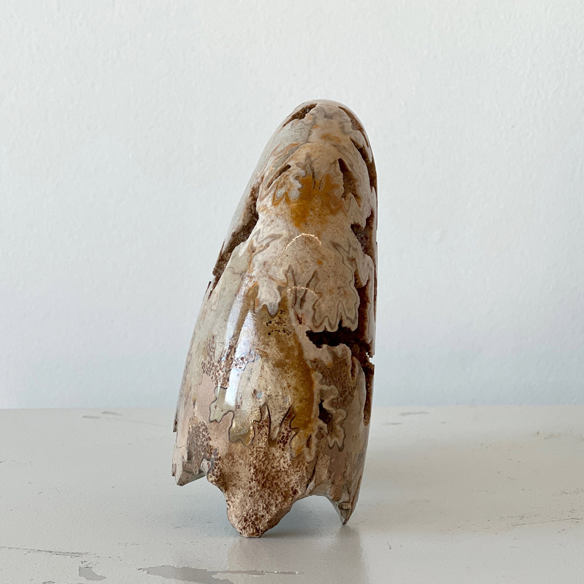 MORROCAN SCHLOENBACHIA AMMONITE FOSSIL