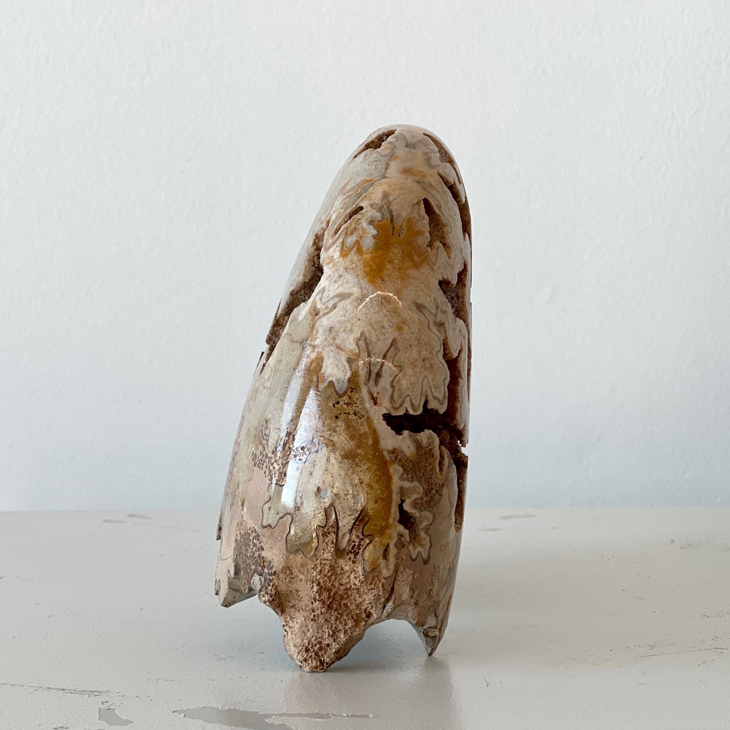 MORROCAN SCHLOENBACHIA AMMONITE FOSSIL