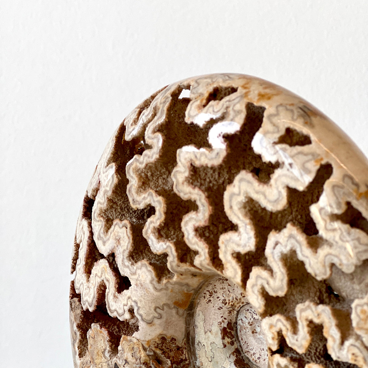 MORROCAN SCHLOENBACHIA AMMONITE FOSSIL