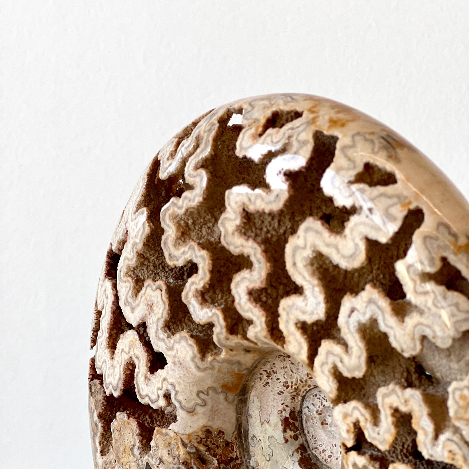 MORROCAN SCHLOENBACHIA AMMONITE FOSSIL